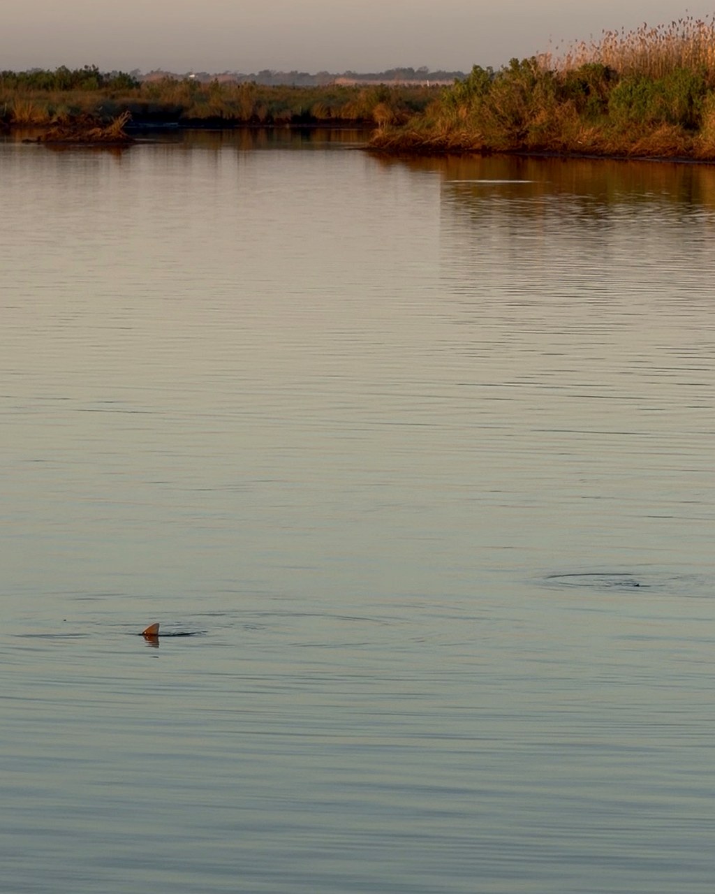 Owner-supplied photograph of a tailing redfish in Louisiana marsh near Delacroix