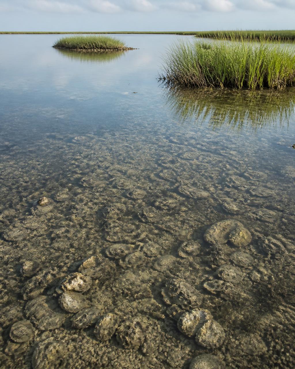 Coastal scenery representing Hopedale & the Biloxi Marsh