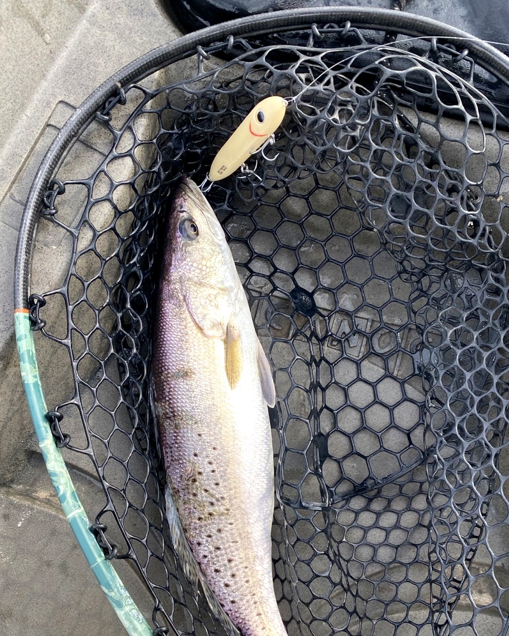 Owner-supplied photograph of a speckled trout in a landing net